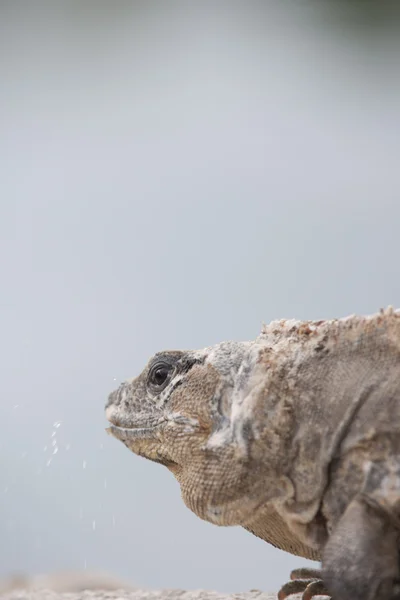 Cabeça de uma iguana madura — Fotografia de Stock