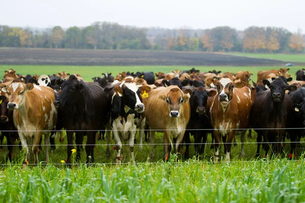 Herd of cows by fence — Stock Photo, Image