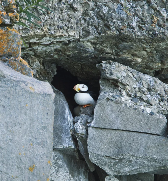 Skrytí puffin — Stock fotografie