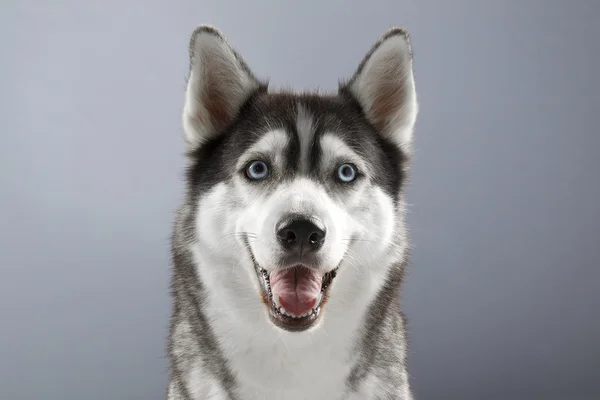 Husky mit glücklichem Gesicht — Stockfoto