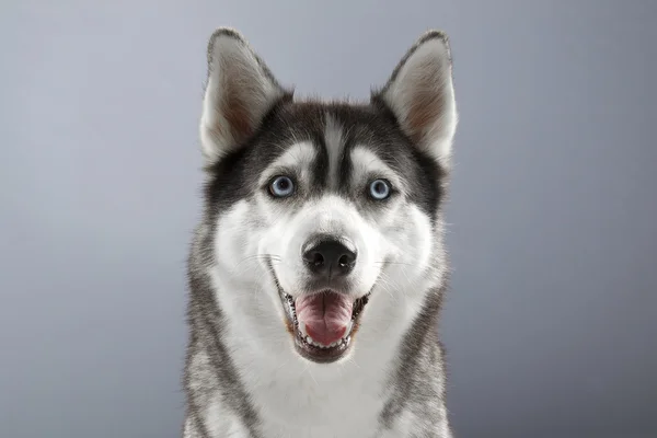 Husky ile mutlu bir yüz