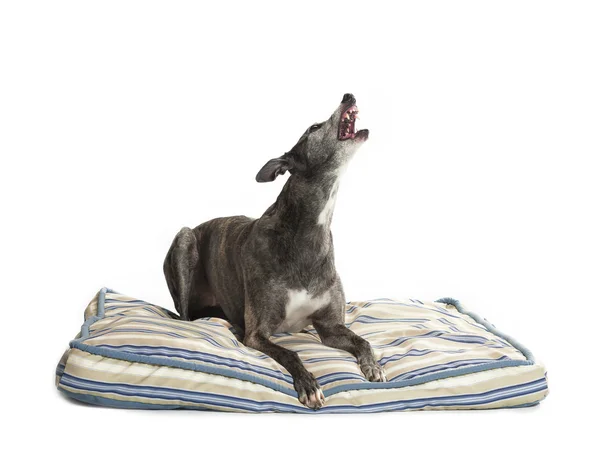 Howling greyhound — Stock Photo, Image