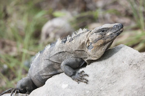 Iguana na rocha — Fotografia de Stock