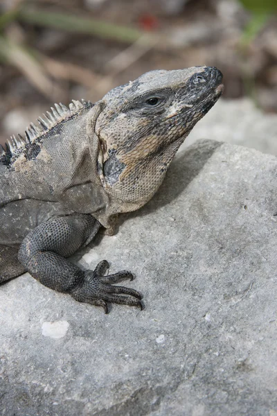 Iguana — Foto Stock