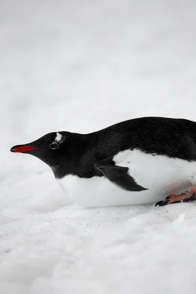 Изображение пингвина Gentoo — стоковое фото