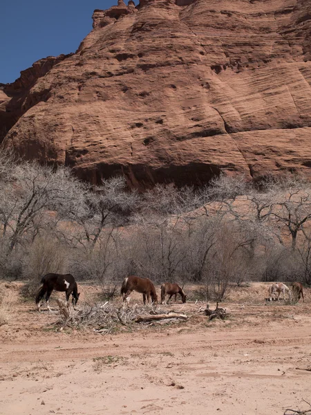 Koně s holé stromy a skály v pozadí — Stock fotografie
