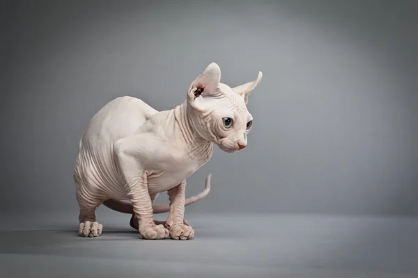 Neugierige haarlose Katze — Stockfoto