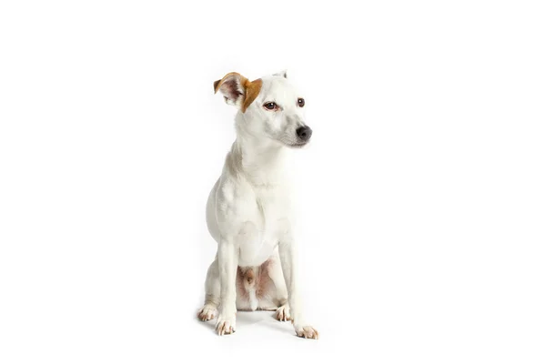 Jack russell på vit — Stockfoto