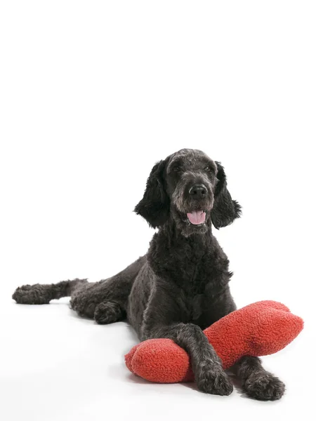 Labradoodle With Pillow — Stock Photo, Image