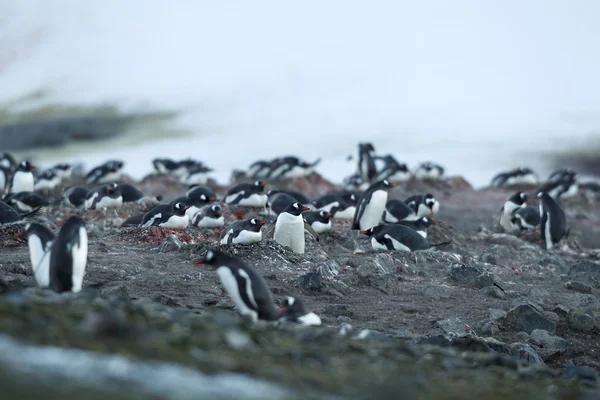 Große Gruppe von Gentoo Pinguinen — Stockfoto