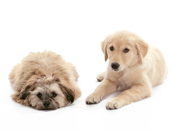 Laying Puppies — Stock Photo, Image