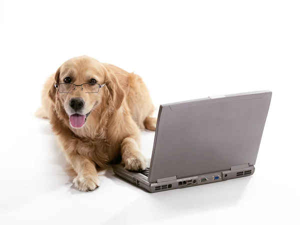 Laptop Golden Retriever — Stock Photo, Image