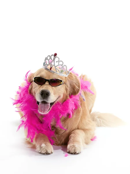 golden retriever Princess döşeme