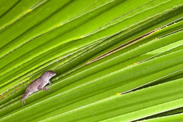 Jaszczurka na liściu — Zdjęcie stockowe