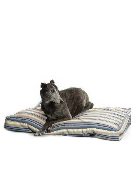 Loungen greyhound — Stockfoto