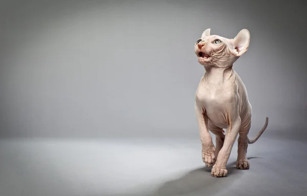 鳴き声のエルフの猫 — ストック写真