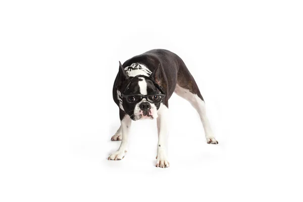 Nerd boston terrier — Stock Photo, Image