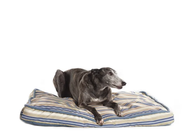 Liegen greyhound — Stockfoto