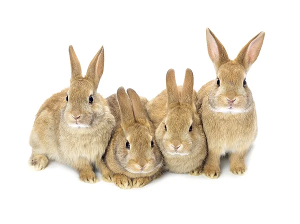 Mooie baby bunnies — Stockfoto