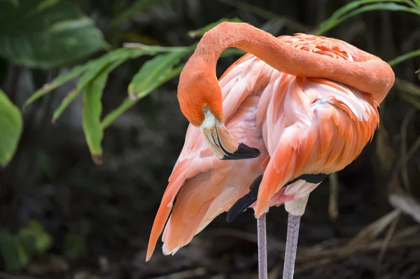 Orange flamingo — Stock Photo, Image