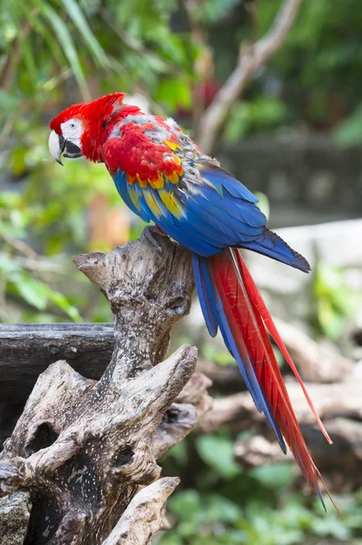 Parrot — Stock Photo, Image