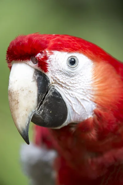 Dziób papugi — Zdjęcie stockowe