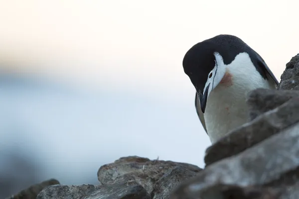 Pinguim olhando para baixo, de pé sobre as rochas — Fotografia de Stock