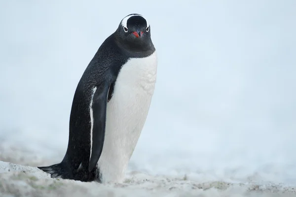 Pinguim na neve — Fotografia de Stock