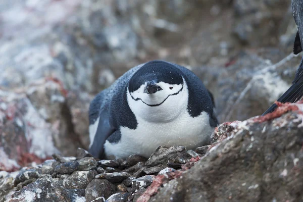 Pinguin liegt auf dem Felsen — Stockfoto