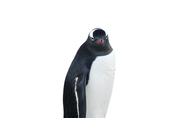 Pinguïn op witte achtergrond — Stockfoto