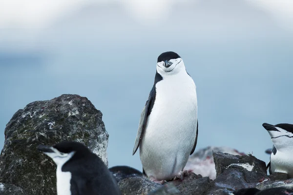 Pingüinos y cielo azul —  Fotos de Stock
