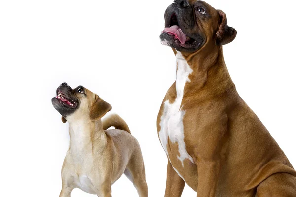 evde beslenen hayvan arkadaşlar