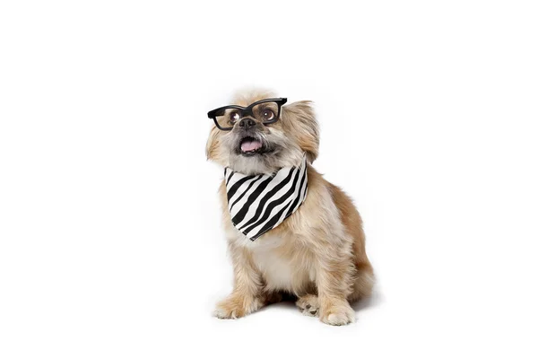 Pets with fashion sense — Stock Photo, Image