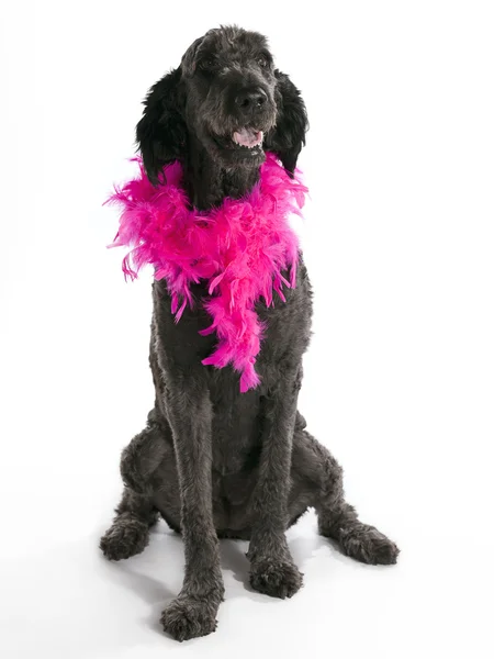 Ładny labradoodle — Zdjęcie stockowe