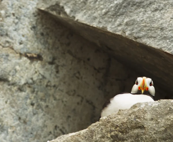 Puffin aşağıdan — Stok fotoğraf