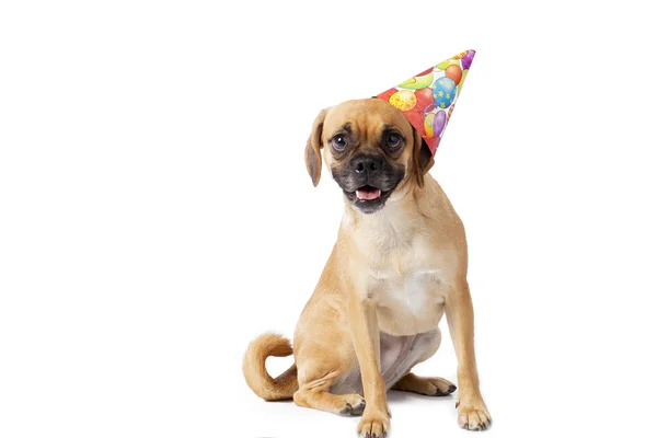 Puggle con un sombrero — Foto de Stock