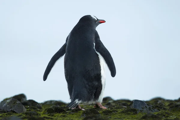 Rara vista de un pingüino gentoo de pie — Foto de Stock