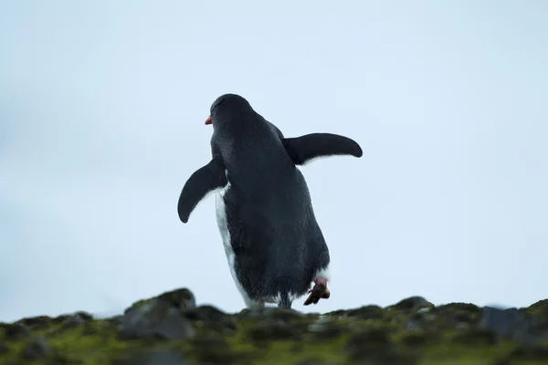 Seltener Blick auf einen Gentoo-Pinguin — Stockfoto
