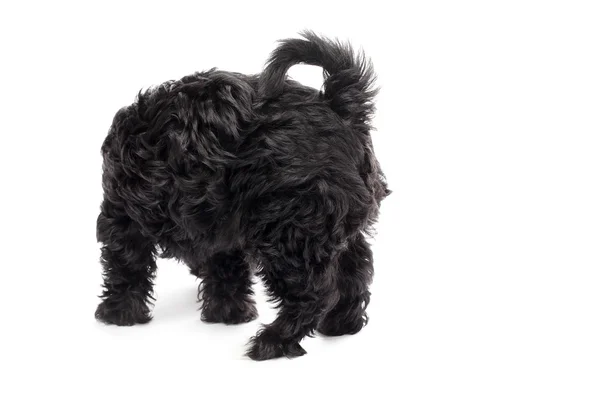 Vista trasera de un perro negro —  Fotos de Stock