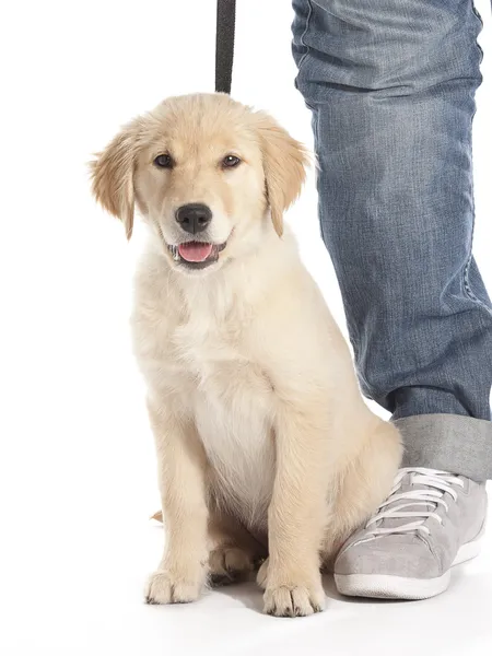 Puppy Walk — Stock Photo, Image