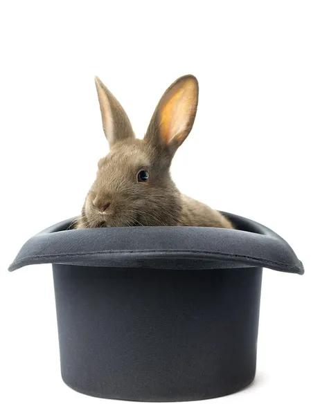 Lapin à l'intérieur du chapeau — Photo