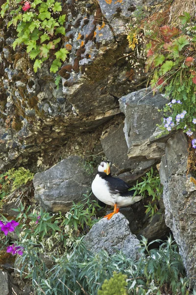 Rocky puffin — Stockfoto