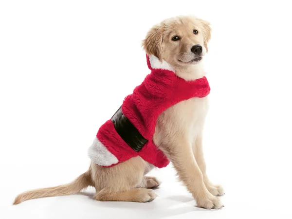 Weihnachtsmann Golden Retriever — Stockfoto