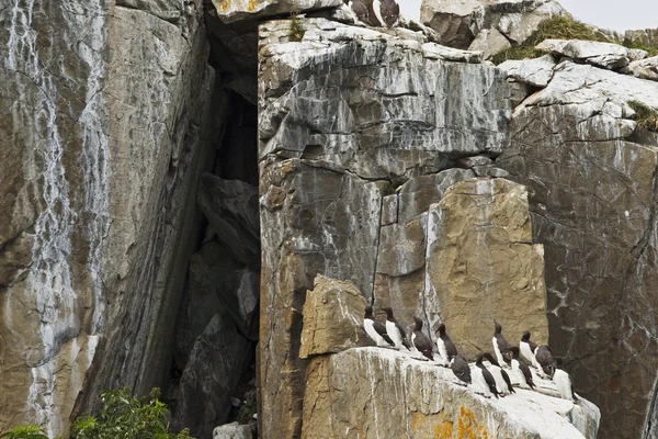 Aves marinhas — Fotografia de Stock