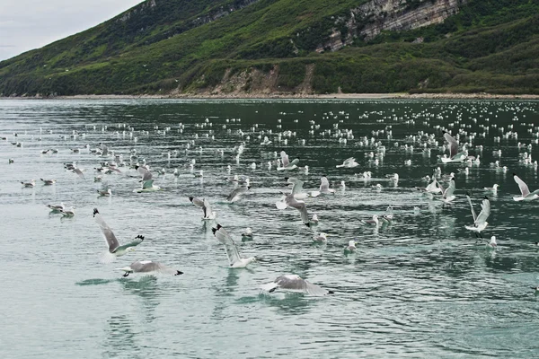 Seagulls everywhere — Stock Photo, Image