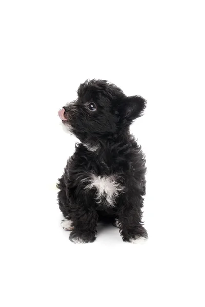 Shih tzu licking his nose — Stock Photo, Image