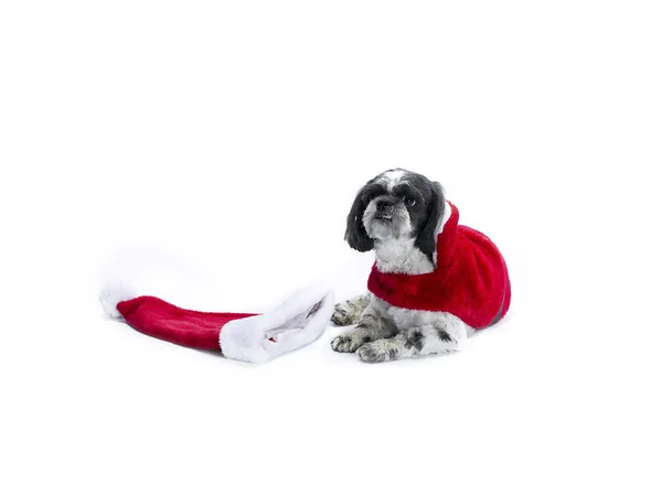 Shih caca sur son costume de Noël — Photo