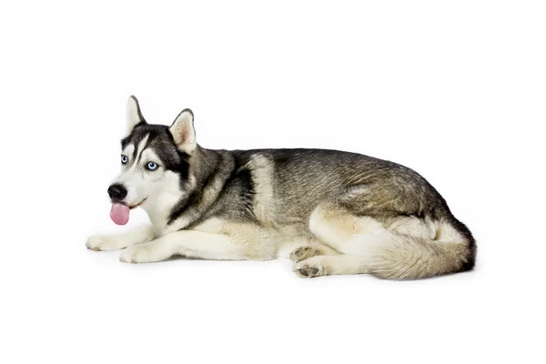 Siberian husky tungan ut — Stockfoto