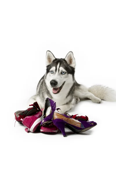 Siberian husky with torn women shoes — Stock Photo, Image