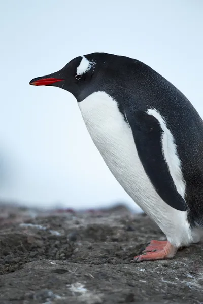 Imagen vista lateral del pingüino antártico — Foto de Stock